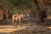 Antilopa losi - Taurotragus oryx - Common Eland o2778